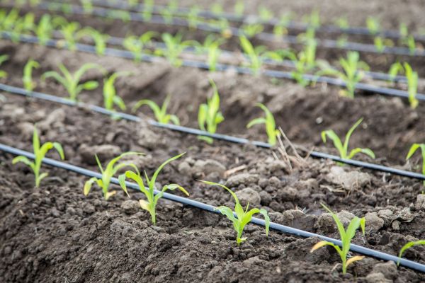 Irrigation System Repair