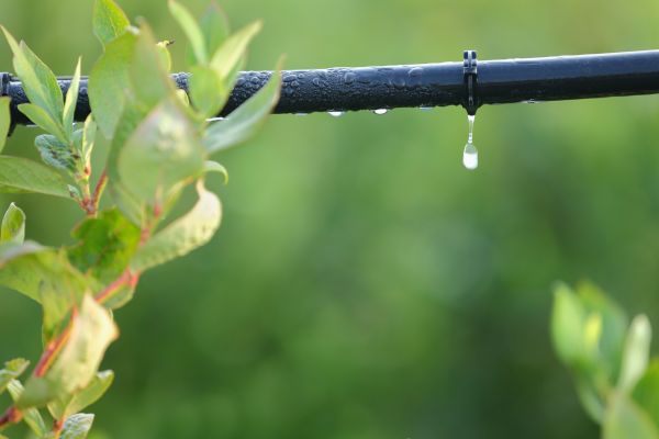 Drip Line Replacement
